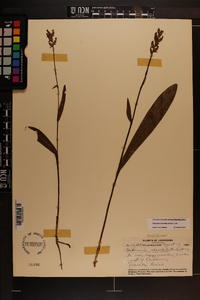 Platanthera clavellata image