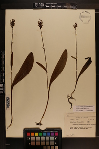 Platanthera clavellata image