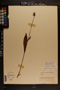 Platanthera clavellata image