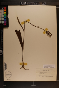 Platanthera clavellata image