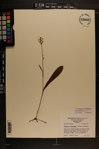 Platanthera clavellata image