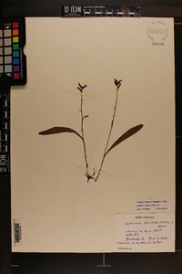 Platanthera clavellata image