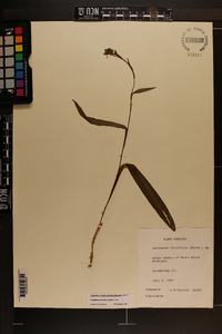 Platanthera clavellata image