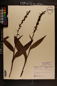 Platanthera clavellata image