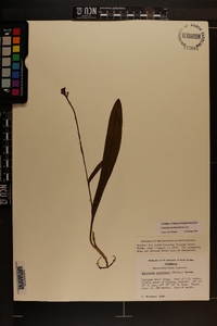 Platanthera clavellata image