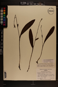 Platanthera clavellata image