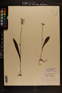 Platanthera clavellata image