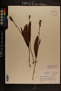 Platanthera clavellata image