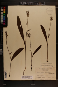 Platanthera clavellata image