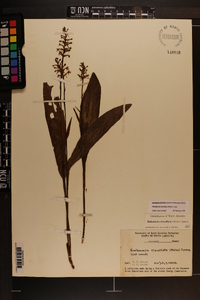 Platanthera clavellata image