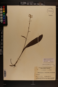 Platanthera clavellata image