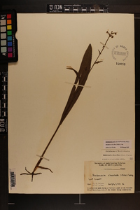 Platanthera clavellata image