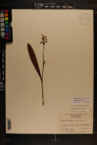 Platanthera clavellata image