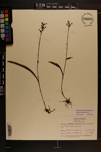 Platanthera clavellata image