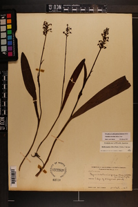 Platanthera clavellata image