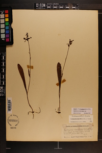 Platanthera clavellata image