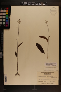 Platanthera clavellata image