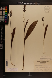 Platanthera clavellata image