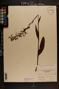 Platanthera lacera image