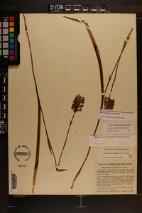 Platanthera integra image