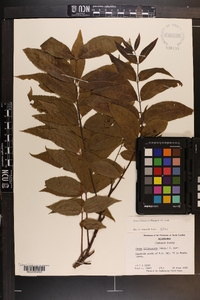 Carya illinoinensis image