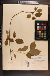 Celastrus scandens image