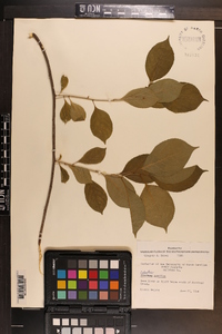 Celastrus scandens image