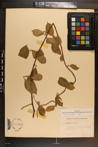 Celastrus scandens image