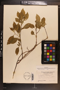 Celastrus scandens image