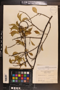 Celastrus scandens image