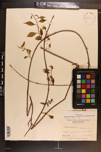 Celastrus scandens image