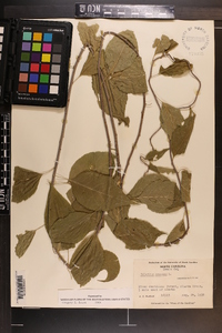 Celastrus scandens image