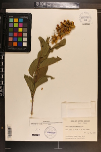 Celastrus scandens image