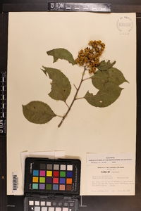 Celastrus scandens image