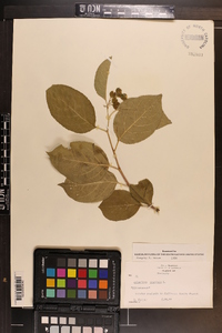 Celastrus scandens image