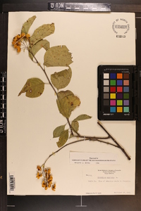 Celastrus scandens image