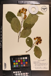 Celastrus scandens image