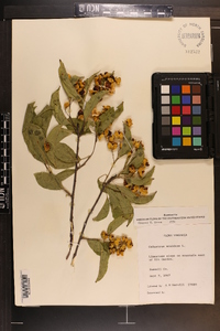 Celastrus scandens image