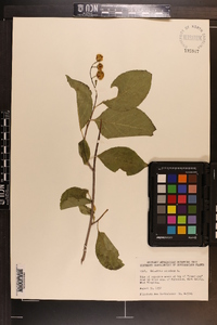 Celastrus scandens image