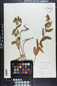 Hypericum graveolens image