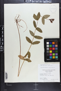 Hypericum graveolens image