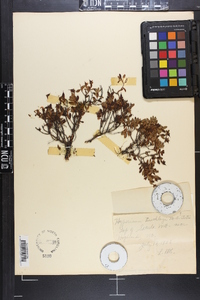 Hypericum buckleyi image