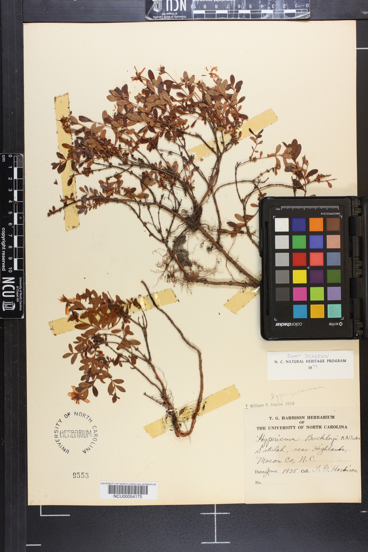 Hypericum buckleyi image