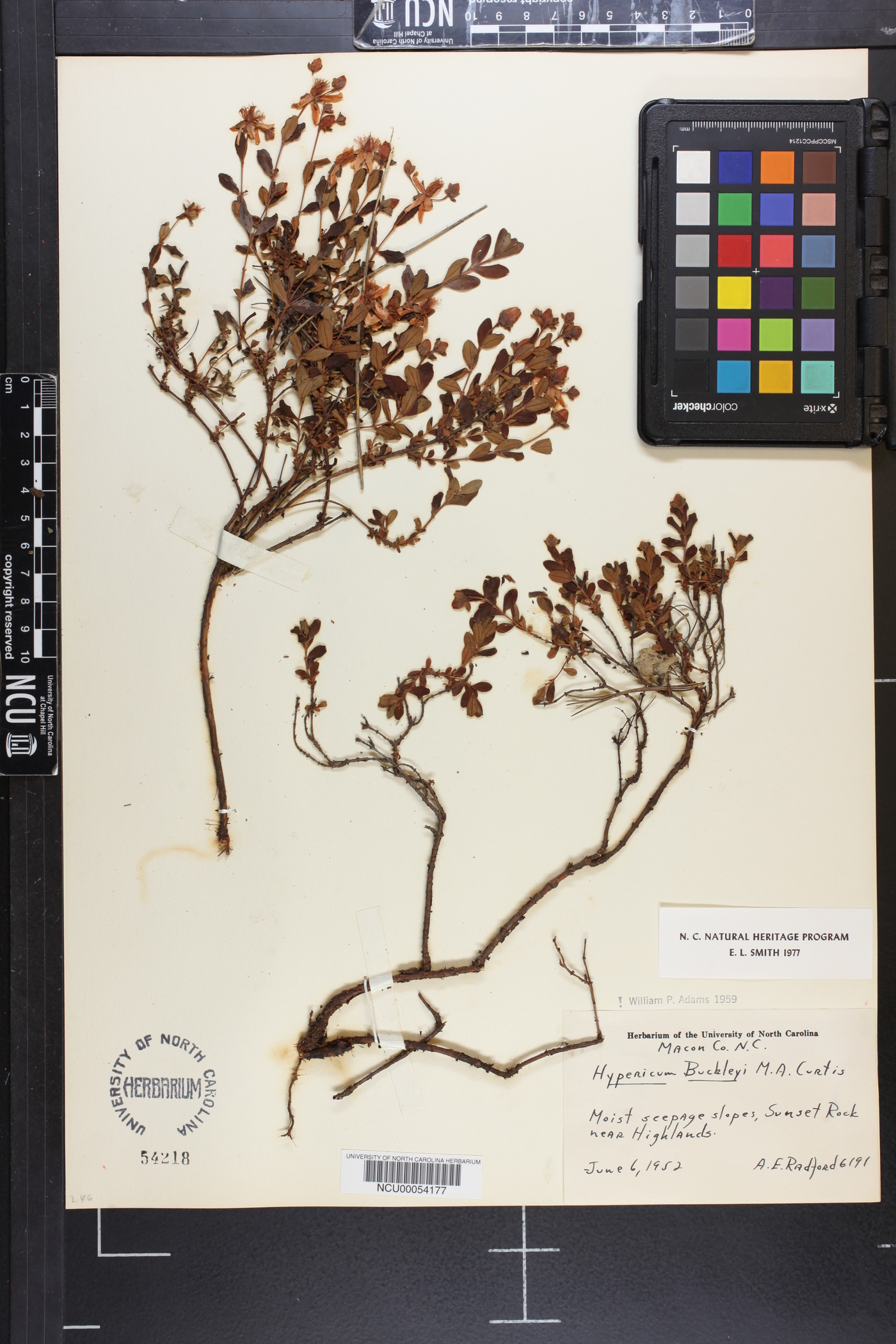 Hypericum buckleyi image