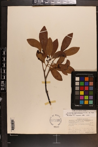 Illicium parviflorum image