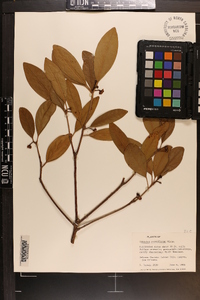 Illicium parviflorum image