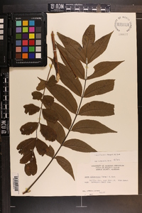 Carya illinoinensis image