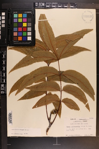 Carya illinoinensis image