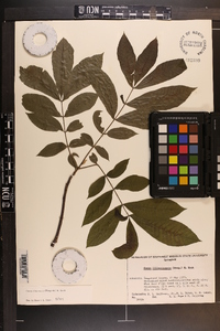 Carya illinoinensis image