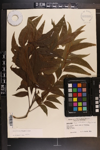 Carya illinoinensis image